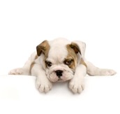 Dog-Training-bulldog-puppy