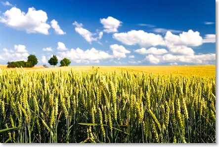 wheat crop blessing